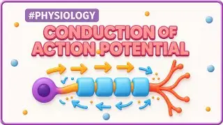 9. Conduction of Action Potential, Saltatory Conduction & Nerve Fiber Types | NEET PG/FMGE/USMLE