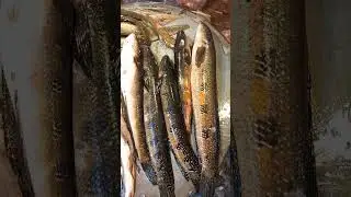 Snake Sola Fish😱😱 #fish #music #fish_cutting_skills