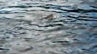 CurlewSnorkelingTigerMuskie.MOV