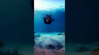 BIG STINGRAY  ON THE OCEAN FLOOR 💙😱😨 #ocean #sea #diver #steveirwin #stingray
