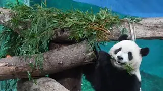 20251228 (11:46) 圓寶行豐分二個時段玩，努力搖出罐罐裡的筍片，對球球沒興趣 | Giant Panda Yuan Bao