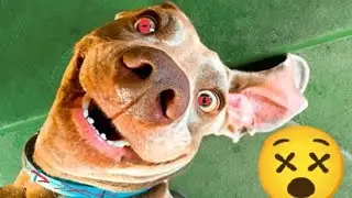 Omg:dog meet up