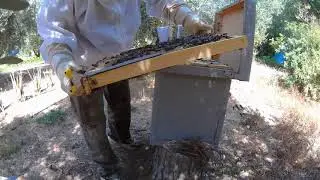 2º, video, 2ª, verificación del resultado del plátano como alimento de las abejas 2