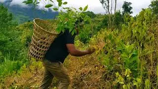 In remote areas, a vast number of trees are being planted through joint initiatives