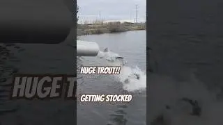 Brood Rainbow Trout Stock & Fish‼️ #fishing #shorts #fishingvideo #troutfishing