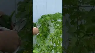 First Harvest Sa Ampalaya Ko #ampalaya #firstharvest #shorts