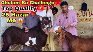 Bhains colony Bakra Mandi Se Sasti Bakra Mandi 😍 | Ghulam Qadir Goat Farm | Goat Farming
