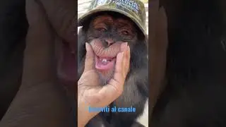 Scimmia divertente #viral #viralshorts #viralvideo #animals #animallover #video #viralshort #videos