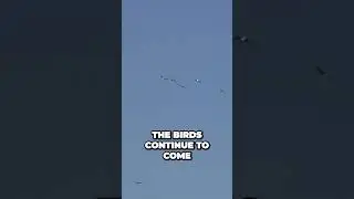 The Surprising Breeding Habits of Ground Nesting Birds_Part 1_#shorts