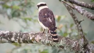 Laughing Falcon (Herpetotheres cachinnans)