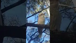 tree dwellers