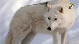 LOBOS BLANCOS | DOCUMENTAL