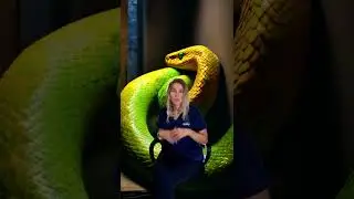 Nexgard for snakes #snake #snakerescue #mites #exoticvet #herpetology #herpetologist #snakecare