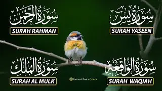 The Best Recitation Surah Yaseen (Yasin) | Surah Rahman | Surah Waqiah | Surah Mulk