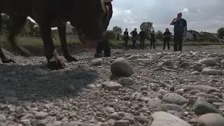 Specially trained dogs sniff for ancient burial sites and artifacts underground
