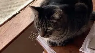 Bombay & Tabby Led the Squad&hellip; CHAOS UNLOCKED 😭🐾⚡ #FunnyCats #Catlongs #CuteCats  #CatsOfYouTube