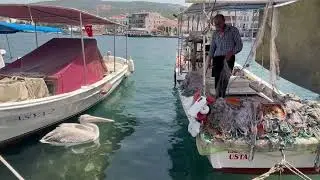 Pelican in Fo&ccedil;a, Turkey. July 2025
