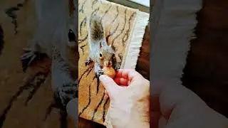 Eddie's Eyes Get Big for the Whole Walnut! #squirrel #squirrels #pets #squirrelfriend