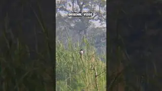 Wildlife Photography || Apexel Telephoto Zoom Lens Photography Video #apexellens #zoomlens