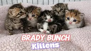 Rescue kittens that was dumped at the shelter, ear plugs needed! Throw back 2024 
