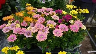 Pentland Plants Looking Good Video 17th June 2022