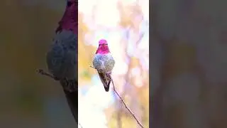 Tiny Hummingbird singing.Cute little bird calling.Bird Sounds. #bird #hummingbird #birdcall