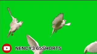 GREEN SCREEN Dove birds Flying effectsHD No copyright |chroma key dovepigeon
