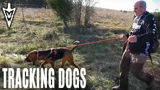 Tracking Deer with Dogs, Does it work? | Midwest Whitetail