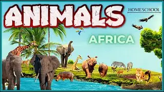 Animais em Ingl&ecirc;s - Animals - Como Falar os Animais em Ingl&ecirc;s