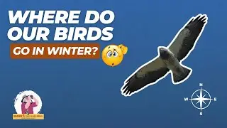 Where Do Our Birds Go in Winter?