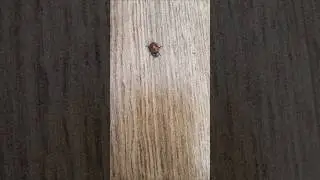 FA9LA 🐞#ladybug #insect #shorts #youtubeshorts #ytshorts #viralshorts #trendingreel #trending 🐞😍