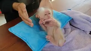 Powder Time for the Cutest Baby Monkey 💕 #monkey #monkey #babymonkey #cute