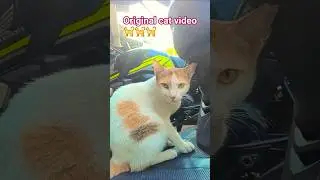 Original cat video 🐈🐈🐈short #youtubeshort #shorts #newreel #trending #cat video #officalvideo
