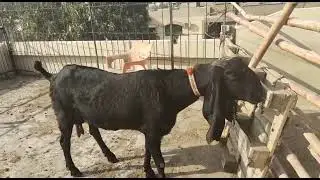Goat for Sale age 6 Dant pregnant 2.5 Months Contact # 0343 4001100