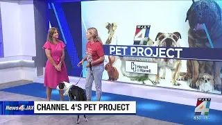 4's Pet Project featuring Deuce