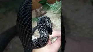 Oops! Non-dangerous Mexican Black Kingsnake bite. #snake #animal #fail