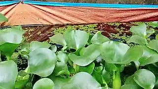 Mencoba budidaya ikan sepat siam hasil mancing yang di pelihara di kolam terpal dengan panjang 2 m.