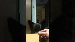 Dog waiting for treat