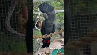 Faye the curious red tail black cockatoo #shorts 🖤
