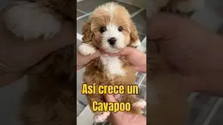&iexcl;As&iacute; es como crece un Cavapoo!