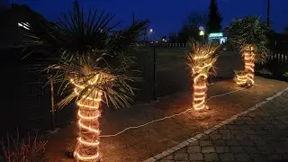 Nadchodzą duże mrozy -15°🥶 Zabezpieczenie, okrywanie palm Trachycarpus Fortunei i Wagnerianus 🌴🥶