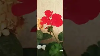 Como podar o  GER&Acirc;NIO ap&oacute;s a flora&ccedil;&atilde;o? #flores #plantas #flower #viralvideo #viral #shortsvideo