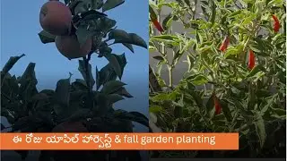 ఈరోజు ఆపిల్‌లు,persimmon పండ్లు కోశాను #appleharvest #harvest#garden #gardening #shortvideo