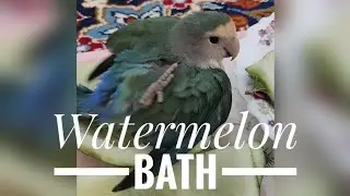 Bubbly Parrot Bath Adventure in Watermelon Oasis: Joyful Feathers Unleashed!