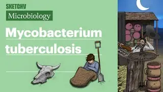 Mycobacterium Tuberculosis (Microbiology) | USMLE Step 1 | Sketchy Medical