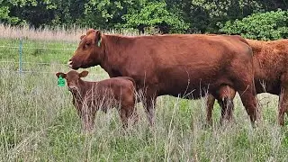 Win some you lose some. A heart break in the pasture!!