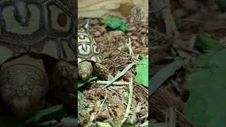 Leopard Tortoise Africa&rsquo;s Spotted Shell Wonder