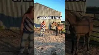 Keeping Calm Energy- Gentling Wild Mustangs