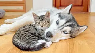 Unlikely Friendship: Giant Husky & Cute Kitten Bond Forever!!