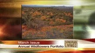 Beautiful wildflowers throughout Arizona